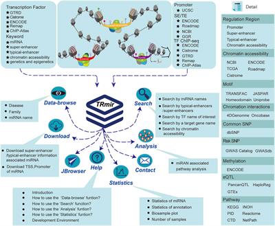 TRmir: A Comprehensive Resource for Human Transcriptional Regulatory Information of MiRNAs